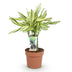 Dracaena fragrans Diamond Dream: Bunter Drachenbaum, Topf 17cm Bild 2