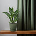 Spathiphyllum Diamond Friedenslilie Ø12cm ↕40cm - Luftreinigend Bild 3