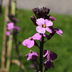 Erysimum 'Bowles' Mauve' perennial, 10-25cm, Ø9cm (24 pcs.) Bild 7