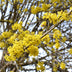 GreenboutiQ Kornelkirsche 'Cornus mas' - Gelbe Blüte, 3 Pflanzen Bild 4