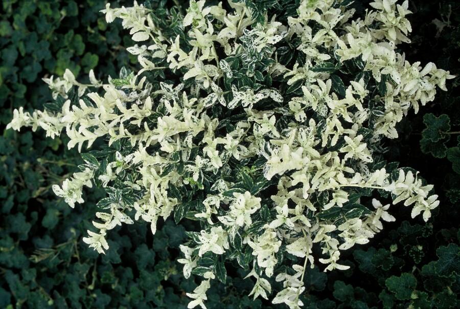 12x Euonymus fortunei 'Harlequin' - Buntlaubiger Bodendecker, 10-25cm