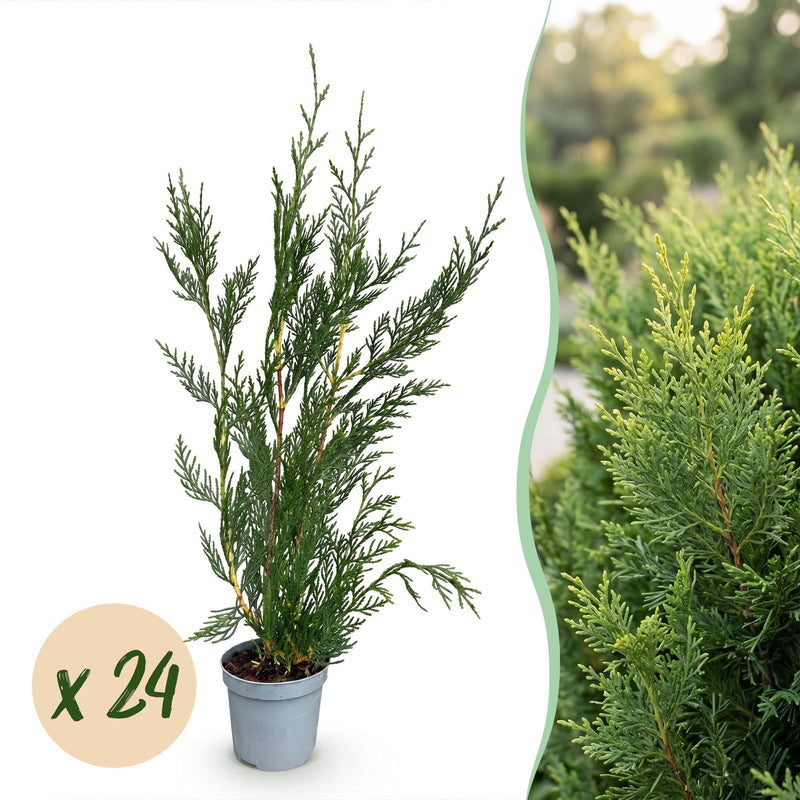 Green boutiQ - 24x Cupressocyparis leylandii 2011 - Leylandii - Heckenpflanzen - Immergrün - Grün - Topf 9cm - Höhe 30-40cm