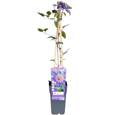 Clematis Multi Blue - Blauw, Ø15cm, ↕65cm