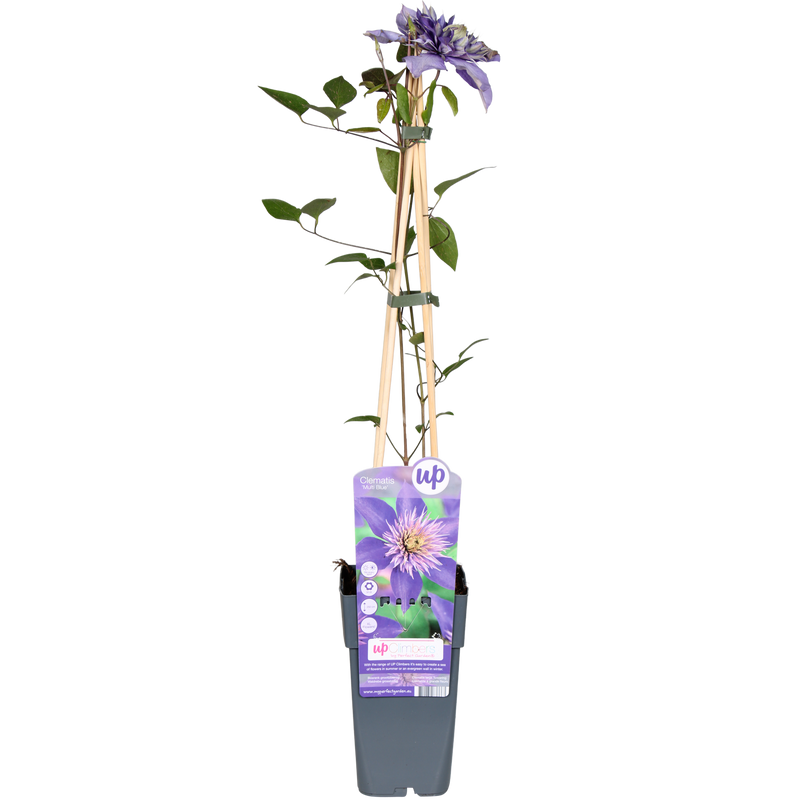 Clematis Multi Blue - Blauw, Ø15cm, ↕65cm