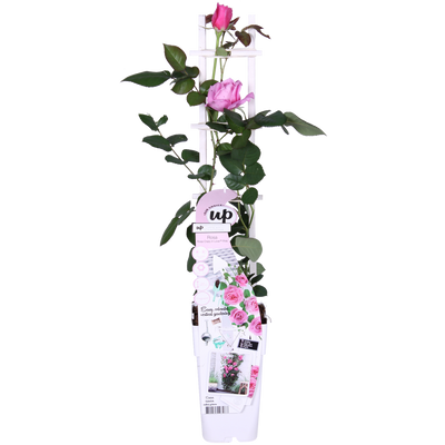 Rosa Crazy in Love 'Pink' Kletterrose im 15cm Topf, 65cm hoch