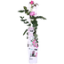 Rosa Crazy in Love 'Pink' Kletterrose im 15cm Topf, 65cm hoch Bild 1