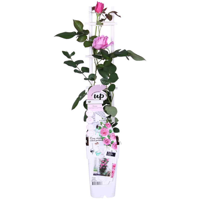 Rosa Crazy in Love 'Pink' Kletterrose im 15cm Topf, 65cm hoch