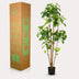 Kunstbaum Polyscias (Aralia) 160 cm Bild 5