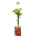 Parthenocissus quin. 'Engelmannii' - Rankende Jungfernrebe, Ø9cm, 35cm Bild 2