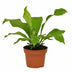 Asplenium Nidus Farn - Ø12cm Topf - ca. 35cm hoch Bild 1