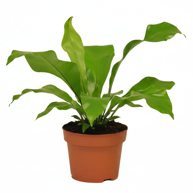 Asplenium Nidus Farn - Ø12cm Topf - ca. 35cm hoch