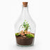 Offenes Terrarium John: Bonsai & Ruby Lime Bild 1