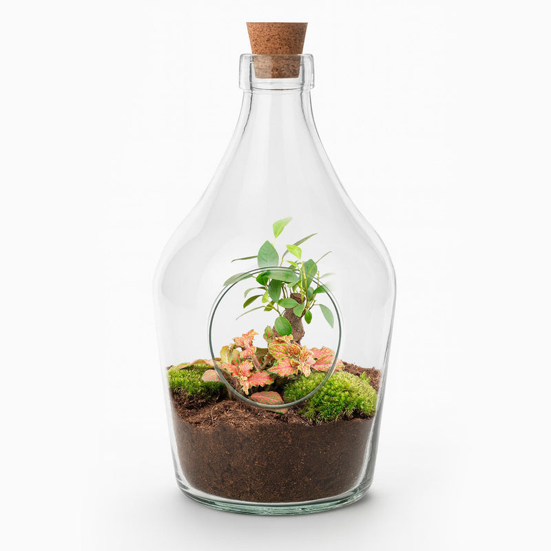 Offenes Terrarium John: Bonsai & Ruby Lime