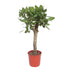 Ficus Benghalensis Tree, 150cm, ø30cm - Tropical Beauty for Your Home Bild 1