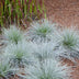 Festuca glauca Azura Blue - Blauschwingel im Ø14 Topf, 30cm hoch Bild 7