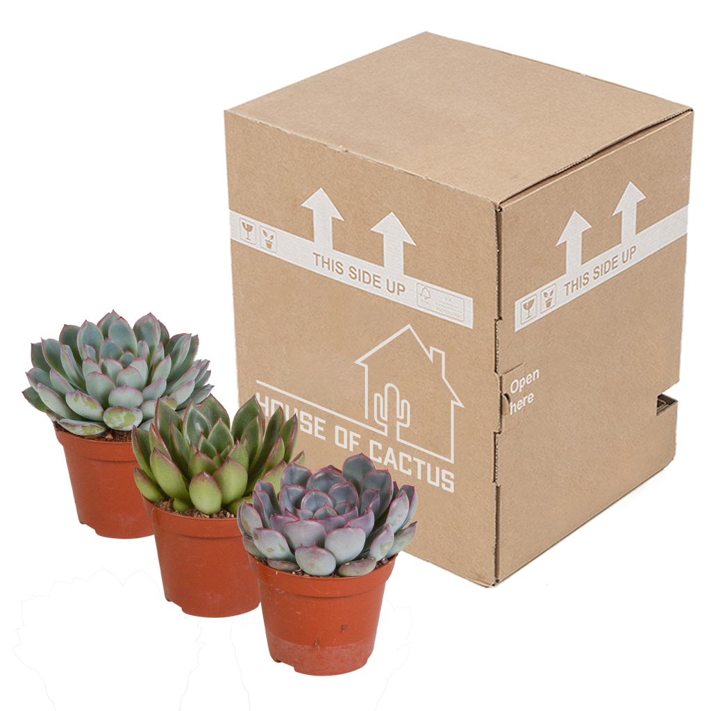 Echeveria-Mischung 8,5 cm - 3x - zonder pot