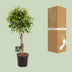 Ficus Benjamina Exotica Tree, 120cm, 27cm pot, easy care Bild 4