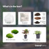 Bottle Garden Dome: DIY Plant Terrarium Set with Fittonia & Calathea Bild 4