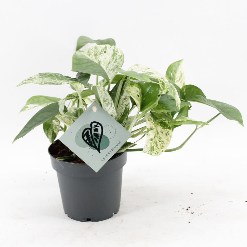 Epipremnum Marble Variegata: Marmor-Efeutute, Grün-Weiß, Ø12cm