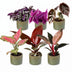 Baby Paradise Mix: 6 tropische Zimmerpflanzen Ø6cm, 10-15cm Bild 2