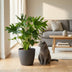 Philodendron Lickety Split Zimmerpflanze mit grauem Topf (70cm) Bild 4