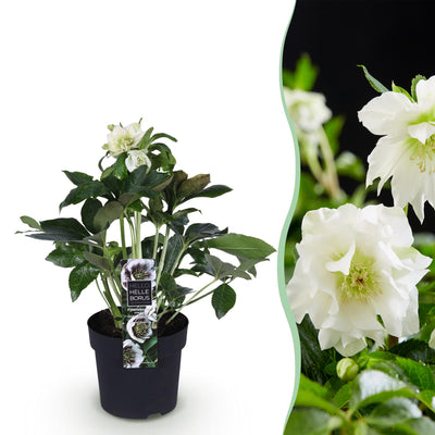Lenten Rose 'Double Ellen White' - Weiße Blüte, Immergrün, Topf 14cm