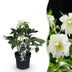 Lenten Rose 'Double Ellen White' - Weiße Blüte, Immergrün, Topf 14cm Bild 1