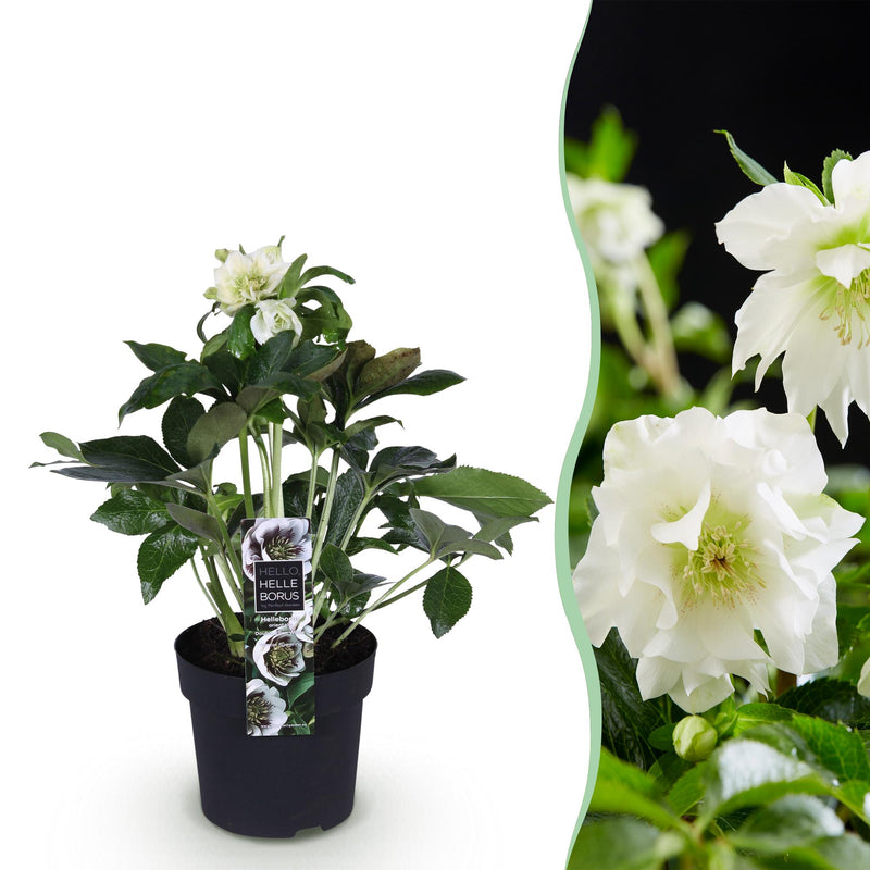 Lenten Rose 'Double Ellen White' - Weiße Blüte, Immergrün, Topf 14cm