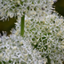 White Giant Allium Bulbs: 5 Pieces for Magnificent Garden Blooms Bild 3