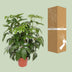Schefflera Actinophylla Amate - Ø30cm - ↕120cm Bild 4