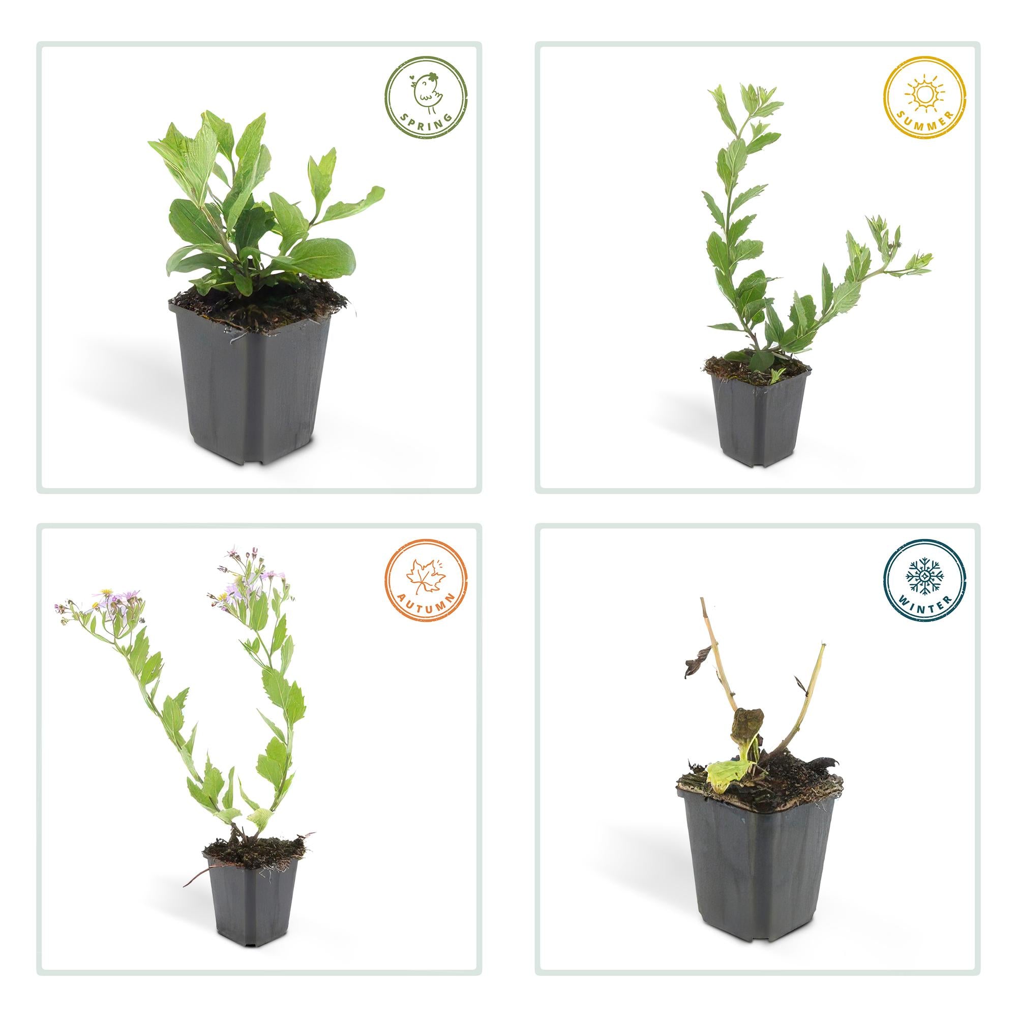 Aster ageratoides 'Asran' - 12x, 10-25cm, Ø9cm