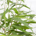 Fargesia Robusta 'Pingwu' – Evergreen Bamboo for Hedges & Pots Bild 3