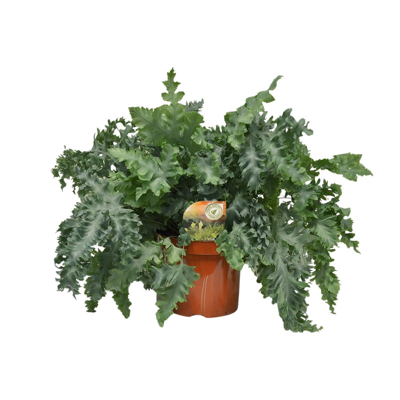 Phlebodium Davana - Goldener Tüpfelfarn (Ø26cm, H60cm)