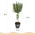 GreenboutiQ Rosmarinus officinalis Standard, evergreen, winter-hardy, purple flower Bild 3