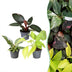 3x Baby Philodendron Tricolour Mix (Ø6cm, ↕10-15cm) - Farbenfroh Bild 1