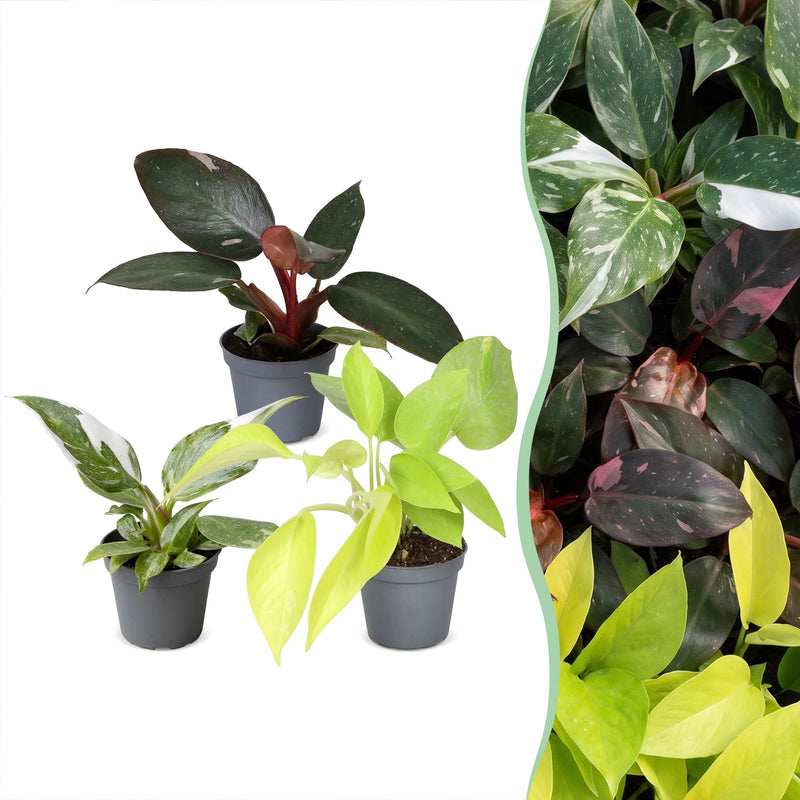 3x Baby Philodendron Tricolour Mix (Ø6cm, ↕10-15cm) - Farbenfroh