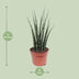 Sansevieria Fernwood Mikado - pflegeleichte Zimmerpflanze, Ø12cm, 40cm Bild 2