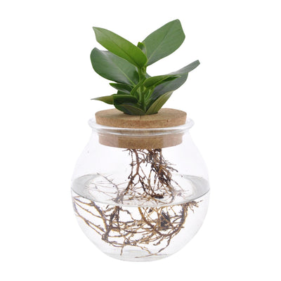 Clusia Hydrokultur Kugelglas m. Klickkorken Ø12 cm, 30 cm hoch