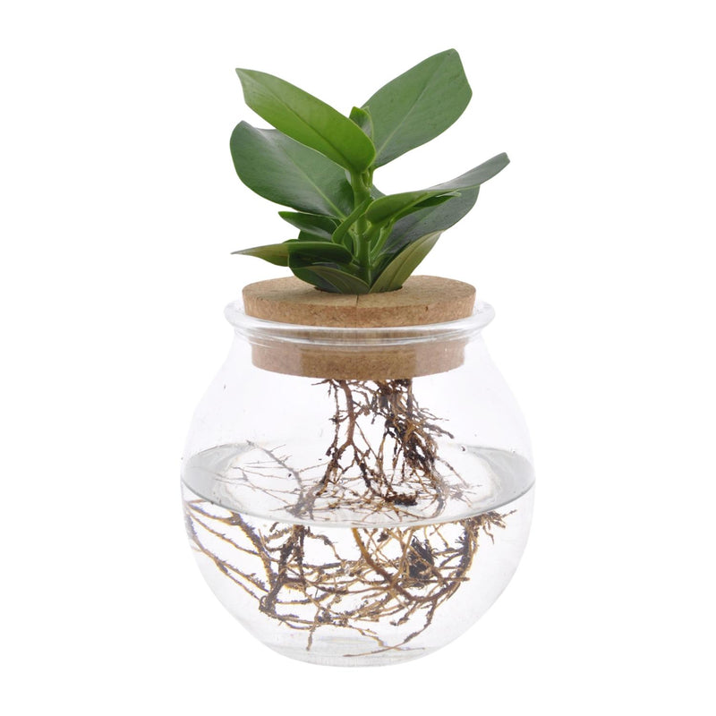 Clusia Hydrokultur Kugelglas m. Klickkorken Ø12 cm, 30 cm hoch