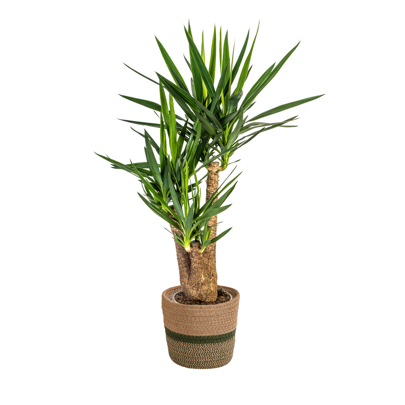 Yucca Elephantipes Verzweigt: Pflegeleichte Zimmerpflanze Ø24cm, 80-100cm