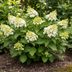 Hydrangea paniculata 'White' - Ø24cm, 70-80cm Bild 5