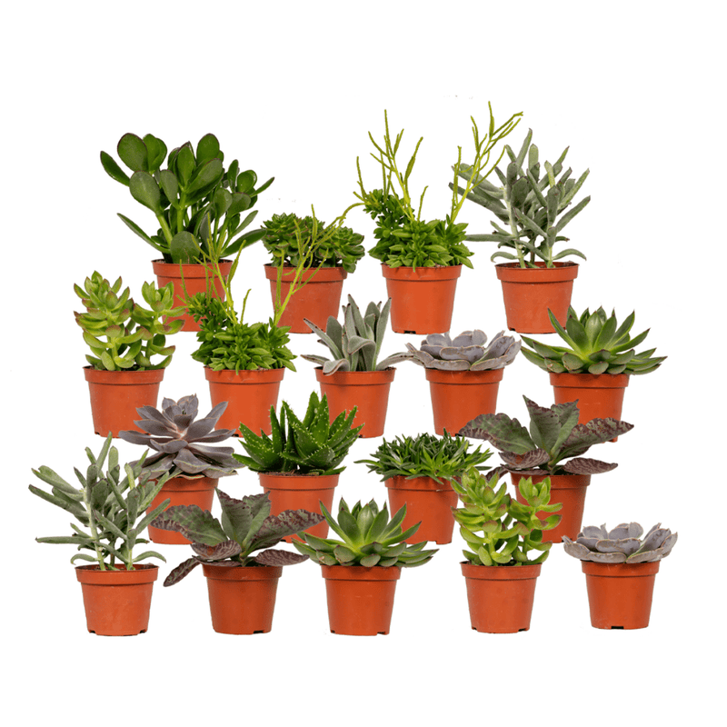 Everspring Sukkulenten Mix: 18 Stück, Ø8,5cm, 10cm Höhe