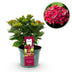 Hortensie 'Ruby Tuesday & Saphire' im 23cm Topf, ca. 55cm hoch, rote Blüte Bild 1