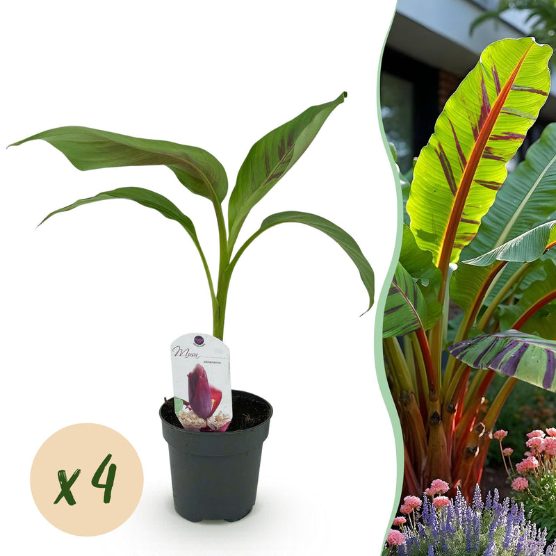 GreenboutiQ Bananenpflanze 'Red Tiger' (Musa sikkemensis) - 4er Set