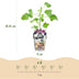 GreenboutiQ Jostaberry: 3 winter-hardy berry plants, Ribes Jostabes Bild 3