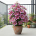 Clematis 'Nelly Moser' - Blühende Kletterpflanze für Ihren Garten (ca. 65cm) Bild 3