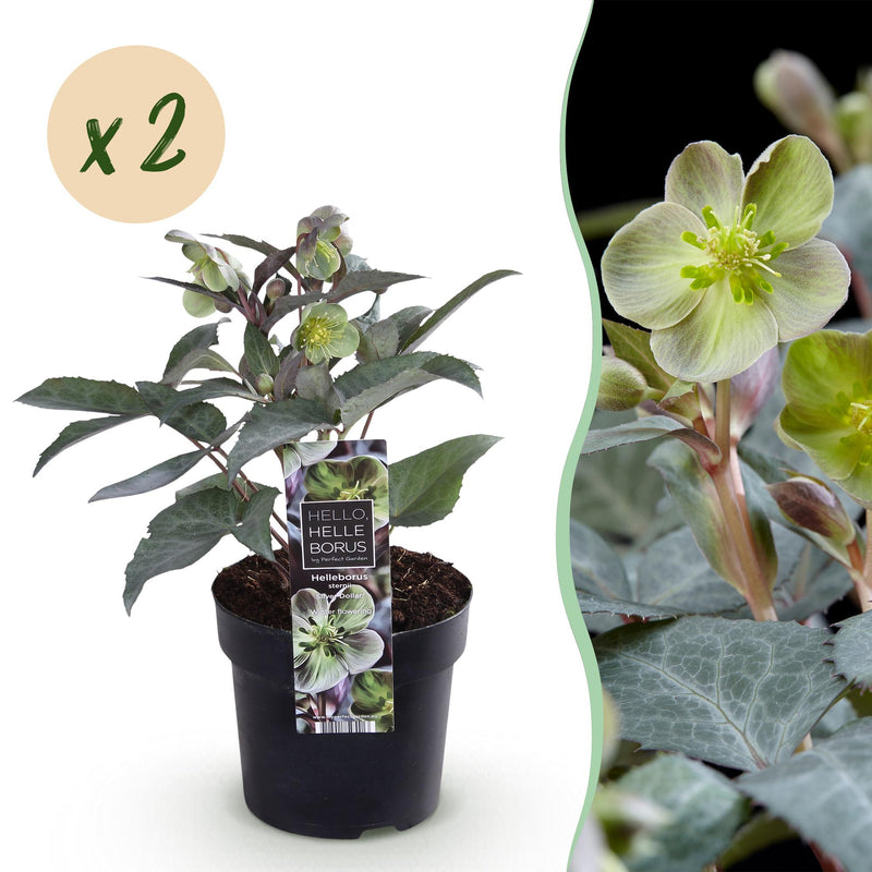 GreenboutiQ - Gartenpflanze - Lenten Rose - Helleborus sternii Silver Dollar - Grüne Blüte - 2 Pflanzen - Immergrün - Topf 14cm Höhe 35cm