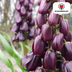 Kaiserkrone Fritillaria 'Purple Favorite' (5 Zwiebeln) Bild 3
