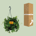 Virginia Creeper Parthenocissus Striatha Hanging plant in a Ø15cm pot Bild 4