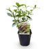 Green boutiQ - Garden plant - Buddleja davidii Empire Blue - Butterfly Bush - Winter-hardy - Blue - 1 plant - 17cm pot - 45cm height Bild 2